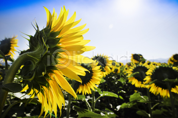 사람없음 JPG 포토 해외이미지 꽃밭 야외 잎 주간 줄기 태양 하늘 해바라기 햇빛