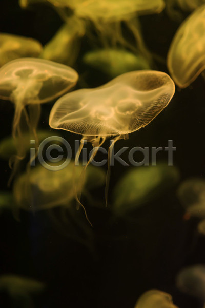 사람없음 JPG 아웃포커스 포토 해외이미지 노란색 바닷속 수중동물 여러마리 자포동물 해파리