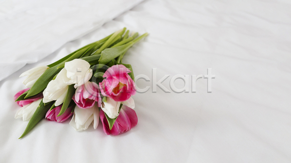 사람없음 JPG 포토 해외이미지 꽃다발 실내 이불 침대 카피스페이스 튤립 흰배경