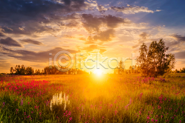 사람없음 JPG 포토 해외이미지 구름(자연) 나무 들꽃 야외 일몰 자연 초원(자연) 태양 풍경(경치) 하늘 햇빛