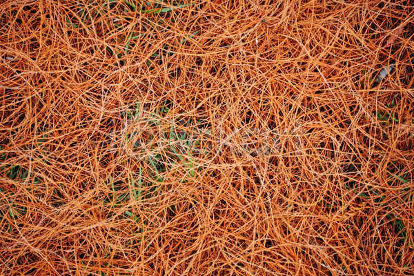 떨어짐 사람없음 JPG 포토 해외이미지 10월 가을(계절) 계절 공원 광합성 내추럴 땅바닥 백그라운드 벌거벗은 숲 식물 야외 얇은 오렌지 유기농 잎 자연 작음 컬러풀 컬링 패턴 황금