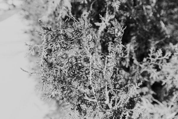 신선 사람없음 JPG 포토 해외이미지 가족 공원 나무 나뭇가지 내추럴 백그라운드 벽지 빛 상록수 식물 울타리 잎 자연 장식 정원 질감 초록색 침엽수 패턴 흰색