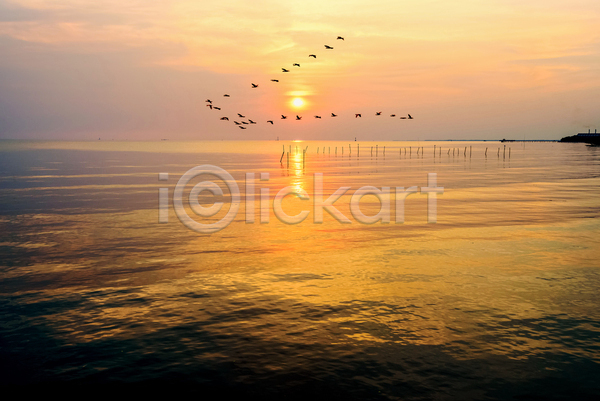 사람없음 JPG 포토 해외이미지 갈매기 바다 아침 야외 일출 자연 태국 태양 풍경(경치) 하늘 햇빛 호수