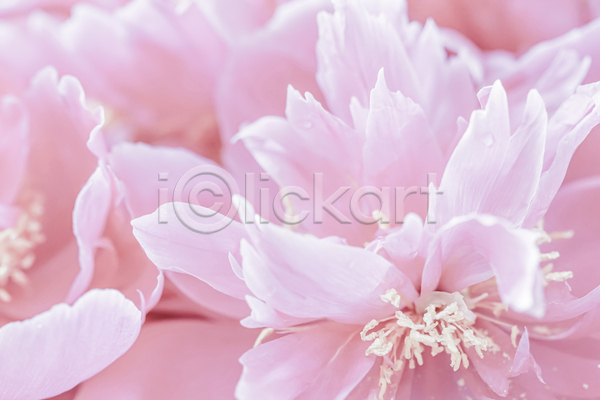 사람없음 JPG 근접촬영 포토 해외이미지 꽃 꽃잎 분홍색