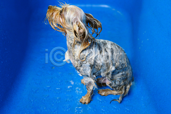 귀여움 JPG 포토 해외이미지 강아지 거품 목욕 씻겨주기 애견미용 애견미용사 올려보기 요크셔테리어 욕조 한마리