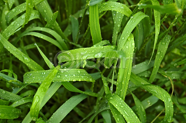 사람없음 JPG 아웃포커스 포토 해외이미지 빗방울 야외 잎 주간 초원(자연)