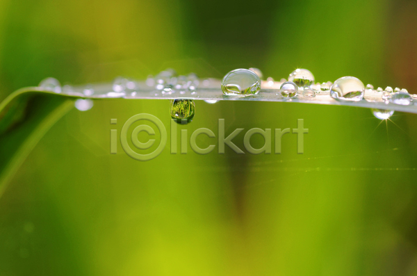 떨어짐 사람없음 JPG 포토 해외이미지 거품 물 물방울 이슬 잎 자연 초록색