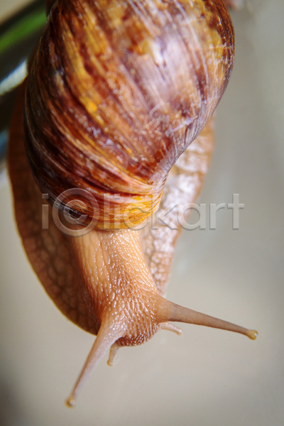 사람없음 JPG 근접촬영 포토 해외이미지 달팽이(동물) 실내 한마리 회색배경