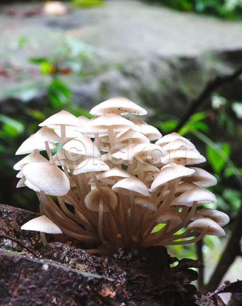 사람없음 JPG 근접촬영 포토 해외이미지 나무 버섯 야외 자연 주간