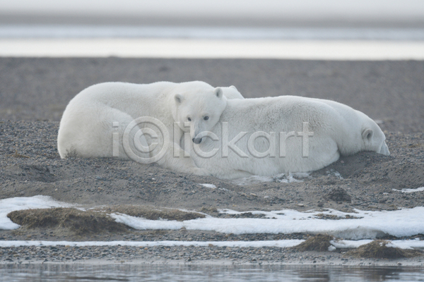 사람없음 JPG 포토 해외이미지 곰 기댐 눕기 두마리 백곰 북극곰 야생동물 야외 주간