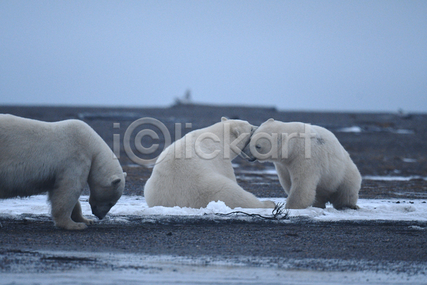 사람없음 JPG 포토 해외이미지 곰 백곰 북극곰 세마리 앉기 야생동물 야외 주간