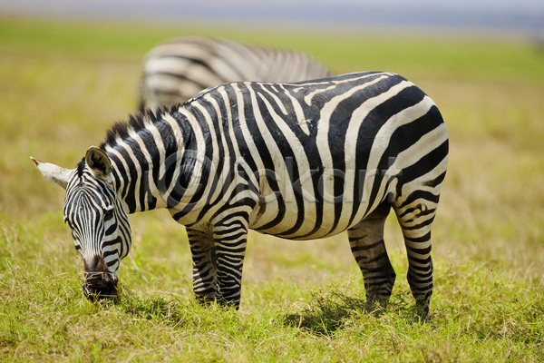 사람없음 JPG 포토 해외이미지 흑백 가로 국립공원 아프리카 야생동물 얼룩말 줄무늬 케냐 포유류