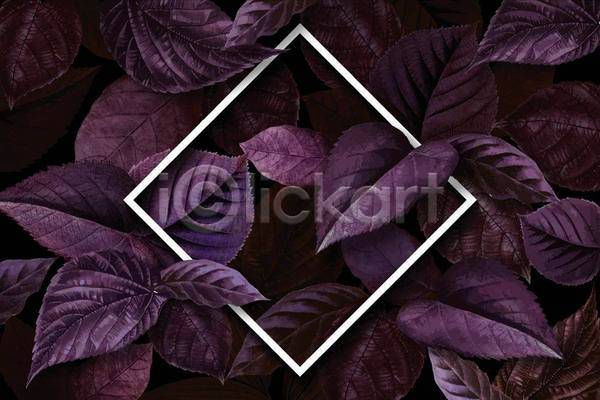 분위기 사람없음 EPS 일러스트 해외이미지 마름모 보라색 보테니컬아트 어둠 잎 프레임
