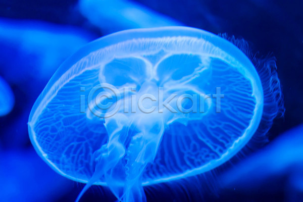 사람없음 JPG 근접촬영 아웃포커스 포토 해외이미지 바닷속 수중동물 자포동물 파란색 한마리 해파리