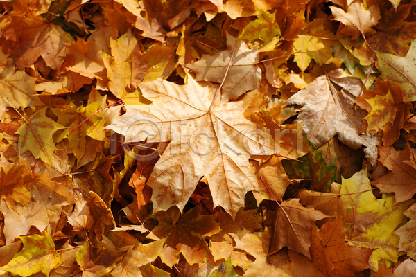 사람없음 JPG 포토 해외이미지 10월 11월 9월 가을(계절) 갈색 계절 나무 내추럴 노란색 단풍 땅 땅바닥 백그라운드 빨간색 숲 식물 오렌지 잎 자연 질감 컬러풀 패턴 황금