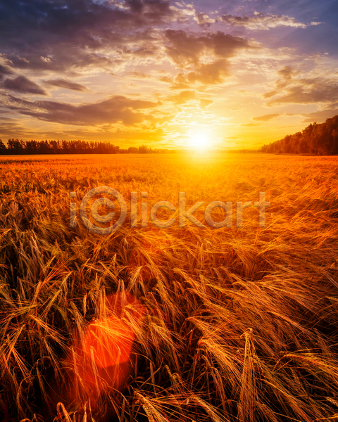 사람없음 JPG 포토 해외이미지 구름(자연) 농경지 밀밭 야외 일몰 자연 태양 풍경(경치) 하늘 햇빛
