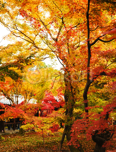 사람없음 JPG 포토 해외이미지 가을(계절) 단풍 단풍나무 야외 주간 풍경(경치)