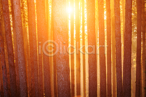 사람없음 JPG 포토 해외이미지 나무 숲 숲속 야외 울창 일몰 자연 햇빛