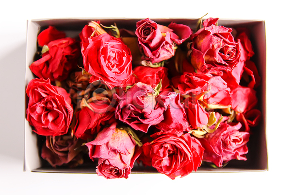 사람없음 JPG 포토 하이앵글 해외이미지 꽃 빨간색 상자 스튜디오촬영 장미