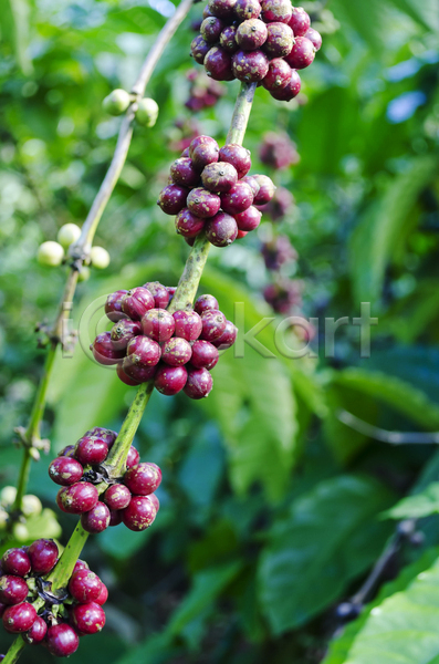 사람없음 JPG 포토 해외이미지 과일 그룹 나무 농업 농작물 농장 식물 야외 잎 자연 초록색 커피 콩