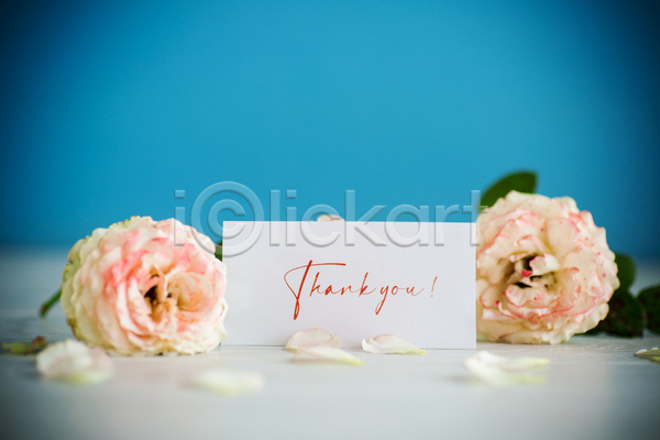 감사 사랑 사람없음 JPG 비네팅 포토 해외이미지 꽃잎 레터링 백그라운드 사각형 장미 종이 프레임