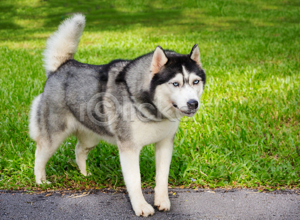 산책 사람없음 JPG 포토 해외이미지 강아지 반려견 반려동물 시베리안허스키 야외 잔디 주간 한마리