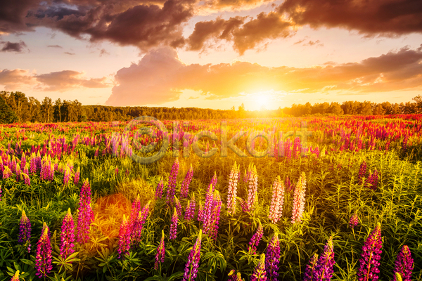 사람없음 JPG 포토 해외이미지 구름(자연) 꽃밭 야외 일몰 자연 초원(자연) 태양 풍경(경치) 하늘 햇빛