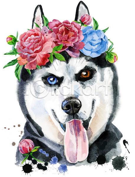 사람없음 JPG 일러스트 포토 해외이미지 강아지 개 꽃 디자인 메롱 미술 수채화(물감) 시베리안허스키 오드아이 작약 화관