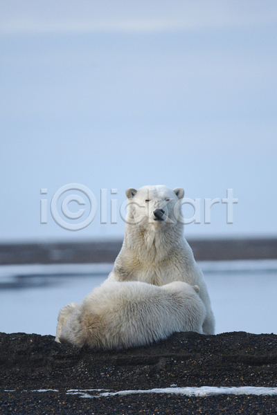 사람없음 JPG 포토 해외이미지 곰 두마리 백곰 북극곰 야생동물 야외 주간