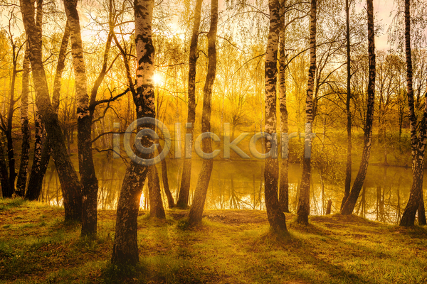 사람없음 JPG 포토 해외이미지 강 나무 숲 숲속 야외 일몰 자연 태양 풍경(경치) 햇빛