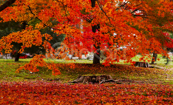 사람없음 JPG 포토 해외이미지 가을(계절) 나무밑둥 단풍 단풍나무 빨간색 야외 주간 풍경(경치)