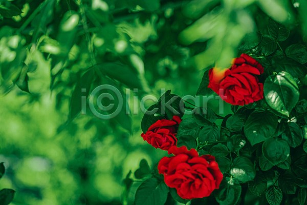 사람없음 JPG 아웃포커스 포토 해외이미지 꽃 빨간색 야외 잎 자연 장미 초록색