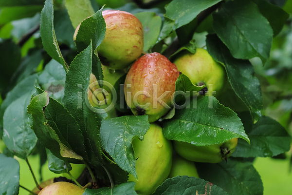 사람없음 JPG 아웃포커스 포토 해외이미지 과일 사과 사과나무 야외 주간