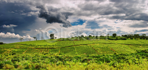 사람없음 JPG 포토 해외이미지 구름 나무 농경지 농업 농장 마을 밭 밭일 수확 시골 식물 아침 아프리카 언덕 우간다 자연 차 초록색 풍경 하늘 해외포토