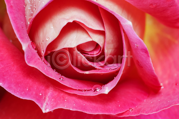 사람없음 JPG 근접촬영 포토 해외이미지 꽃잎 물 분홍색 장미
