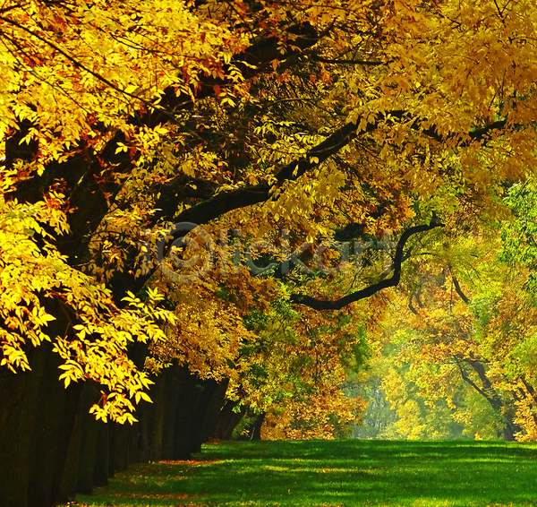 사람없음 JPG 포토 해외이미지 가을(계절) 길 노란색 단풍 단풍나무 야외 주간 풍경(경치)