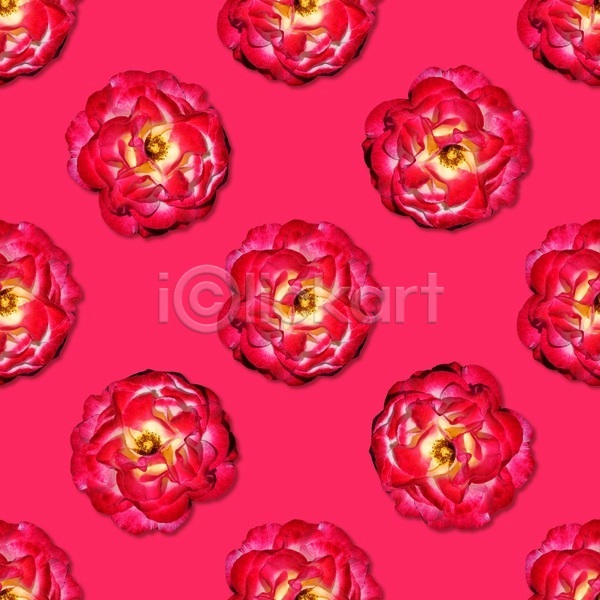 사랑 축하 사람없음 JPG 포토 해외이미지 결혼 고립 꽃 꽃무늬 디자인 모음 미니멀 벚꽃 분홍색 빨간색 생일 식물 신용카드 잎 자연 장미 장식 파노라마 패턴 포도나무 플랫레이 휴가
