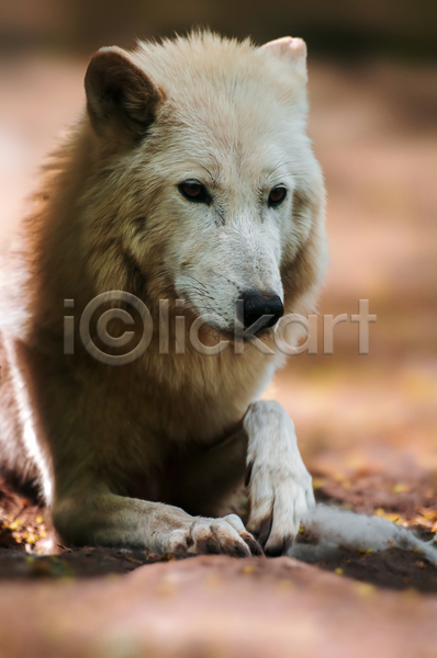 사람없음 JPG 소프트포커스 아웃포커스 포토 해외이미지 늑대 야생동물 야외 주간 한마리