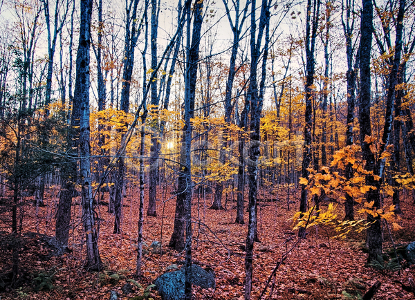 사람없음 JPG 포토 해외이미지 가을(계절) 나무 숲속 야외 주간 풍경(경치)