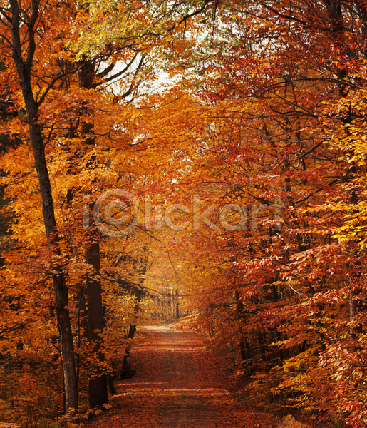사람없음 JPG 포토 해외이미지 가을(계절) 단풍 단풍나무 빨간색 숲길 야외 주간 풍경(경치)