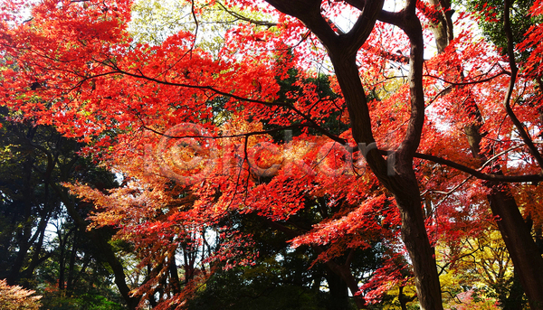 사람없음 JPG 포토 해외이미지 가을(계절) 단풍 단풍나무 빨간색 야외 주간 풍경(경치)