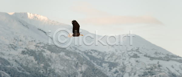 자유 사람없음 JPG 포토 해외이미지 갈색 겨울 깃털 날개 대머리 독수리 동물 멸종 무료 물 미국 부리 생물 슛 심볼 알래스카 야생동물 야외 여행 웅장함 육식 육식동물 자연 전국 조류 파란색 포식 하늘 해외포토 흰색