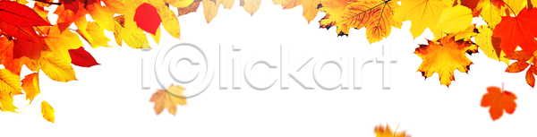 건조 떨어짐 활발 사람없음 JPG 포토 해외이미지 10월 11월 9월 가을 계절 고립 구성 국경 나무 내추럴 노란색 단풍 디자인 백그라운드 뷰티 빨간색 숲 식물 신용카드 오렌지 우주 잎 자연 장식 질감 초록색 추수감사절 컬러풀 탁자 패턴 프레임 할로윈 해외포토 황금 흰색