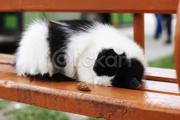 귀여움 사람없음 JPG 포토 해외이미지 고양이 공원 눕기 반려동물 벤치 안락