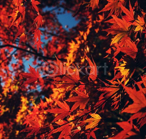 사람없음 JPG 아웃포커스 포토 해외이미지 가을(계절) 단풍 단풍나무 야간 야외 풍경(경치)