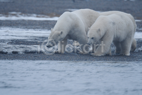 사람없음 JPG 포토 해외이미지 곰 두마리 백곰 북극곰 야생동물 야외 주간