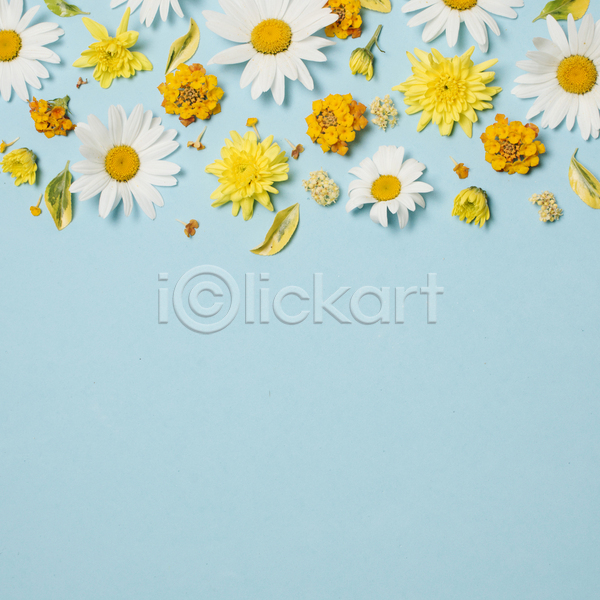 사람없음 JPG 포토 하이앵글 해외이미지 꽃 실내 잎 카피스페이스 파란배경