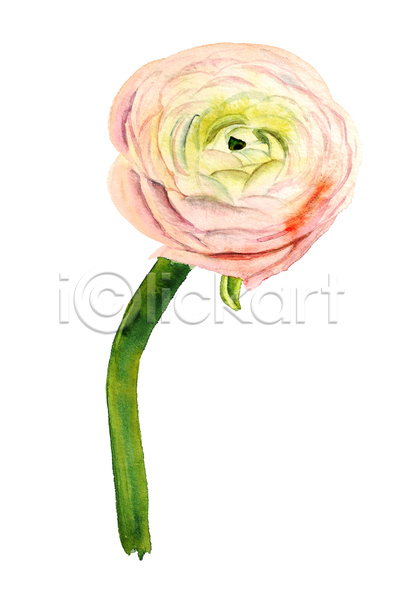 사람없음 JPG 일러스트 포토 해외이미지 그림 꽃 라넌큘러스 손그림 수채화(물감) 한송이