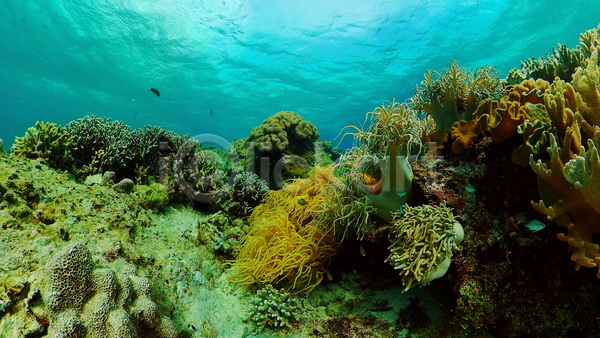 사람없음 JPG 포토 해외이미지 바다 바닷속 수중 수중사진 수중식물 자연 풍경(경치)