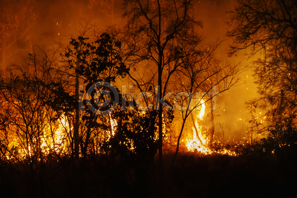 위험 사람없음 JPG 포토 해외이미지 나무 불 불꽃(불) 산불 숲 야외 연기 연소